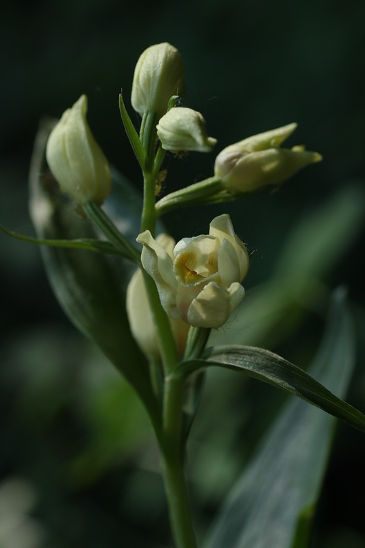 Orchidee. nel fondo del barile